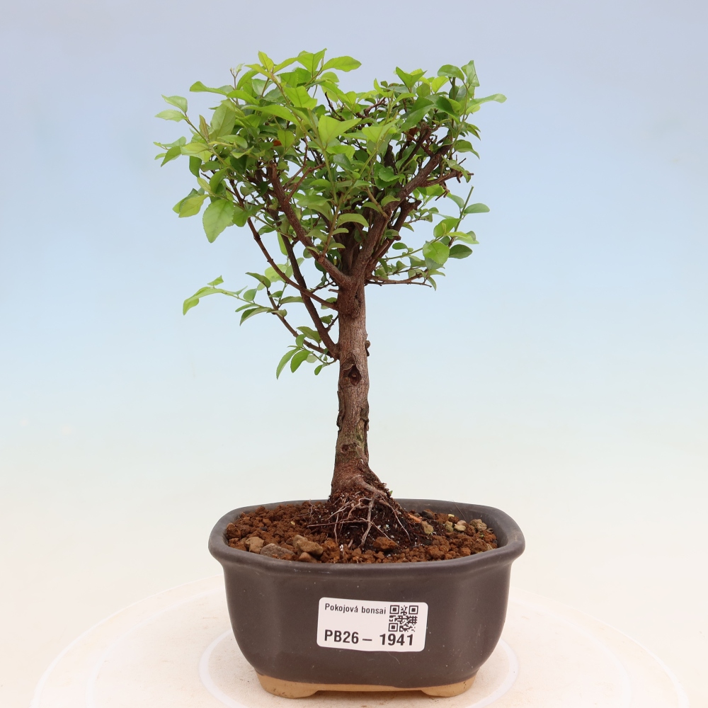 Room bonsai - Sageretia thea - Sageretia thea