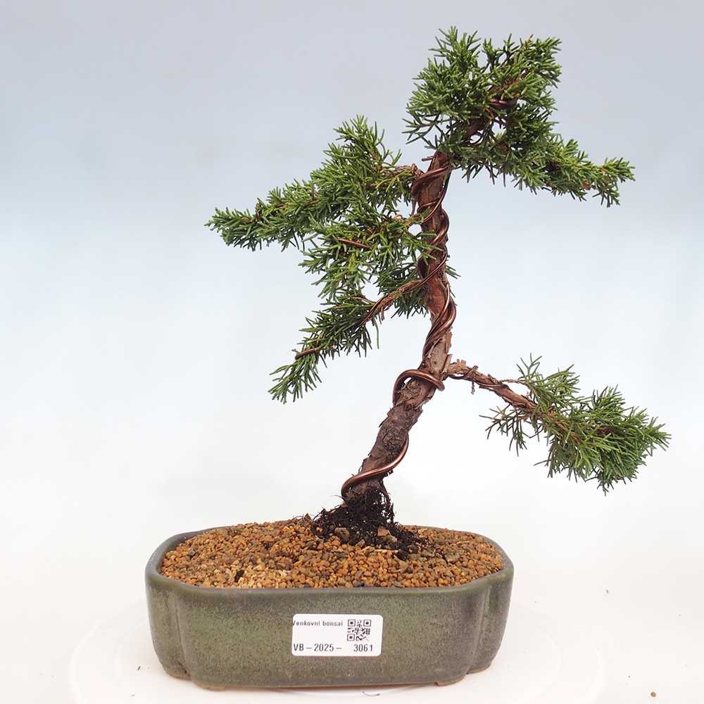 Outdoor bonsai - Juniperus chinensis Kishu - Chinese Juniper
