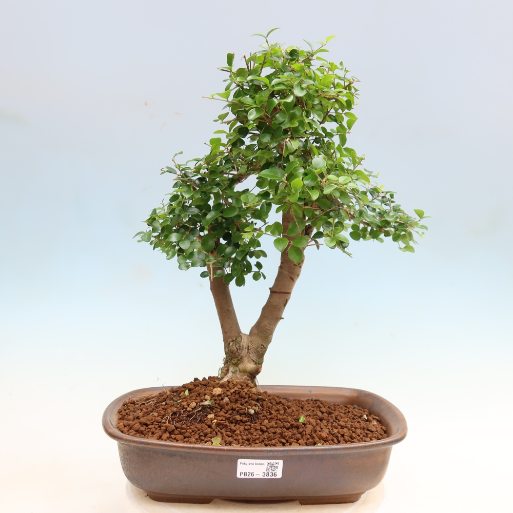 Room bonsai -Ligustrum retusa - small-leaved bird's beak