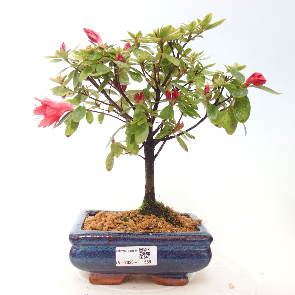 Outdoor bonsai - Japanese azalea - Azalea sp.