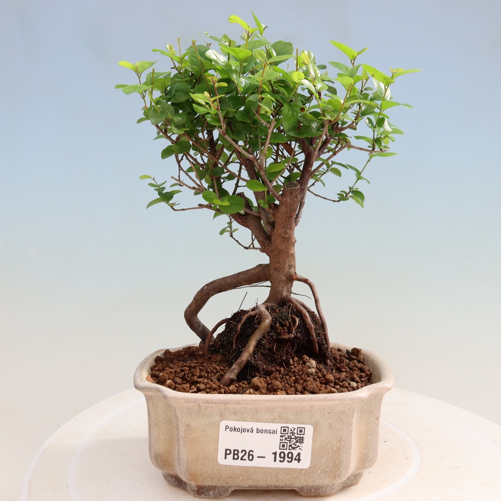 Room bonsai - Sageretia thea - Sageretia thea