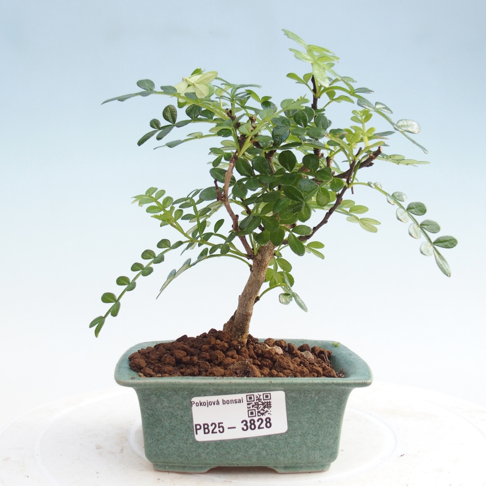 Room bonsai - Zantoxylum piperitum - Pepper tree PB220935
