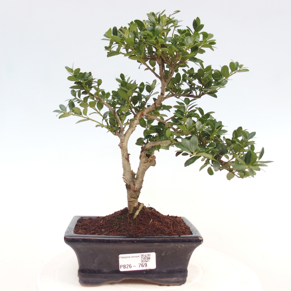 Room bonsai - Ilex crenata - Holly
