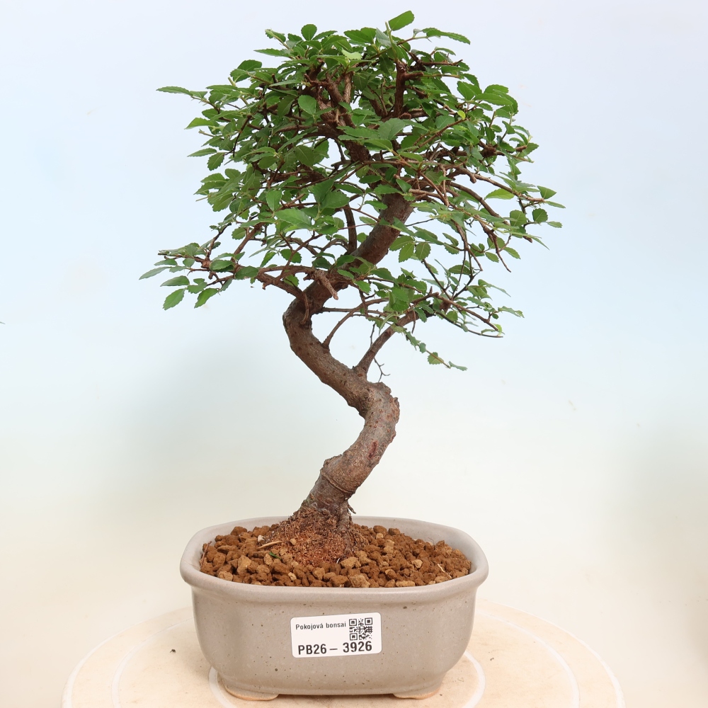 Room bonsai - Ulmus parvifolia - Small-leaved elm