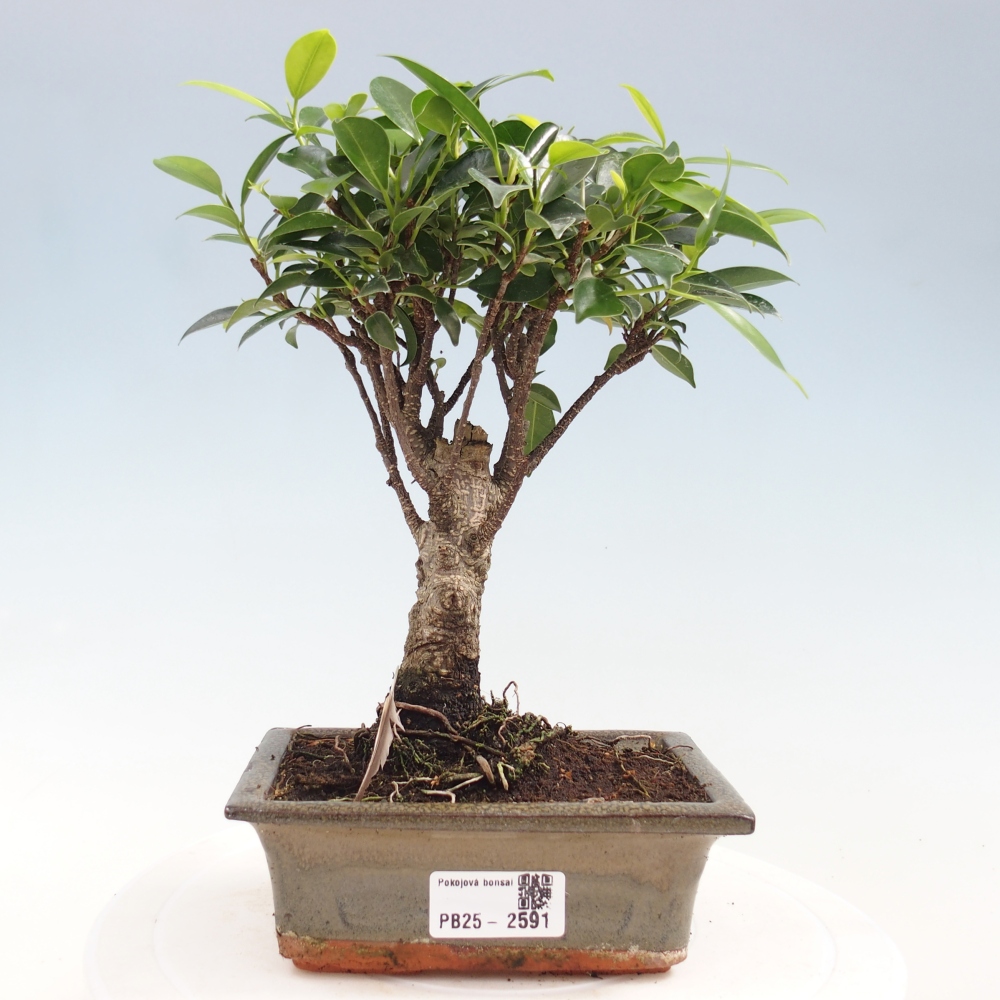 Indoor bonsai - Ficus retusa - small-leaved ficus