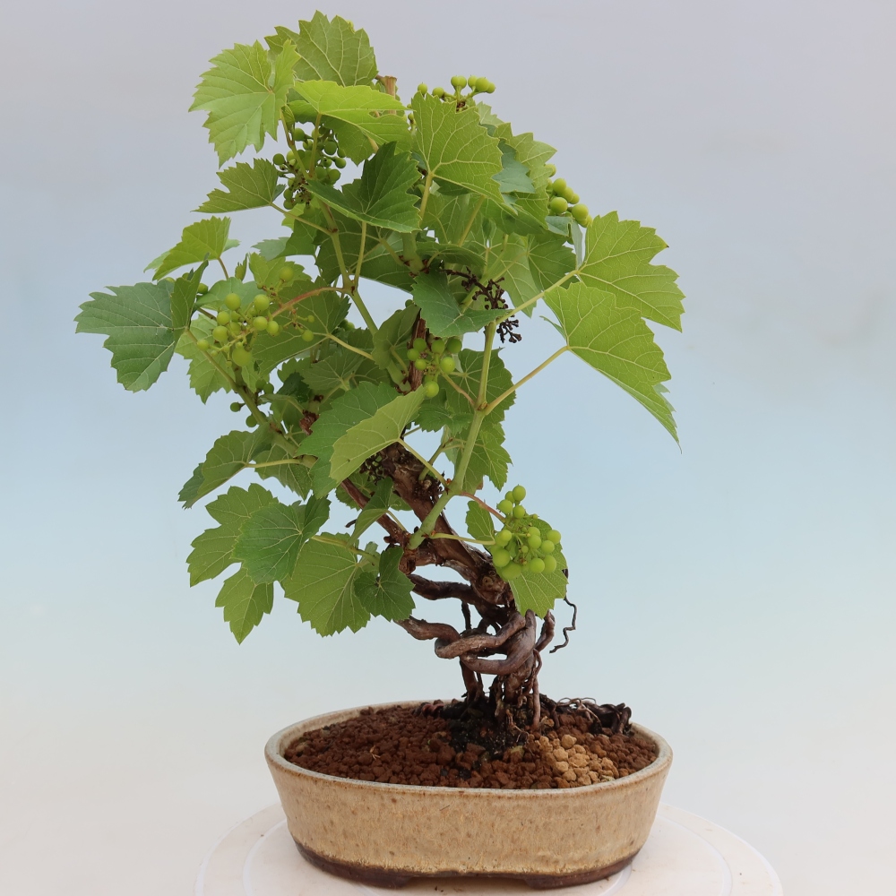 Outdoor Bonsai - Grapevine - Vitis vinifera 