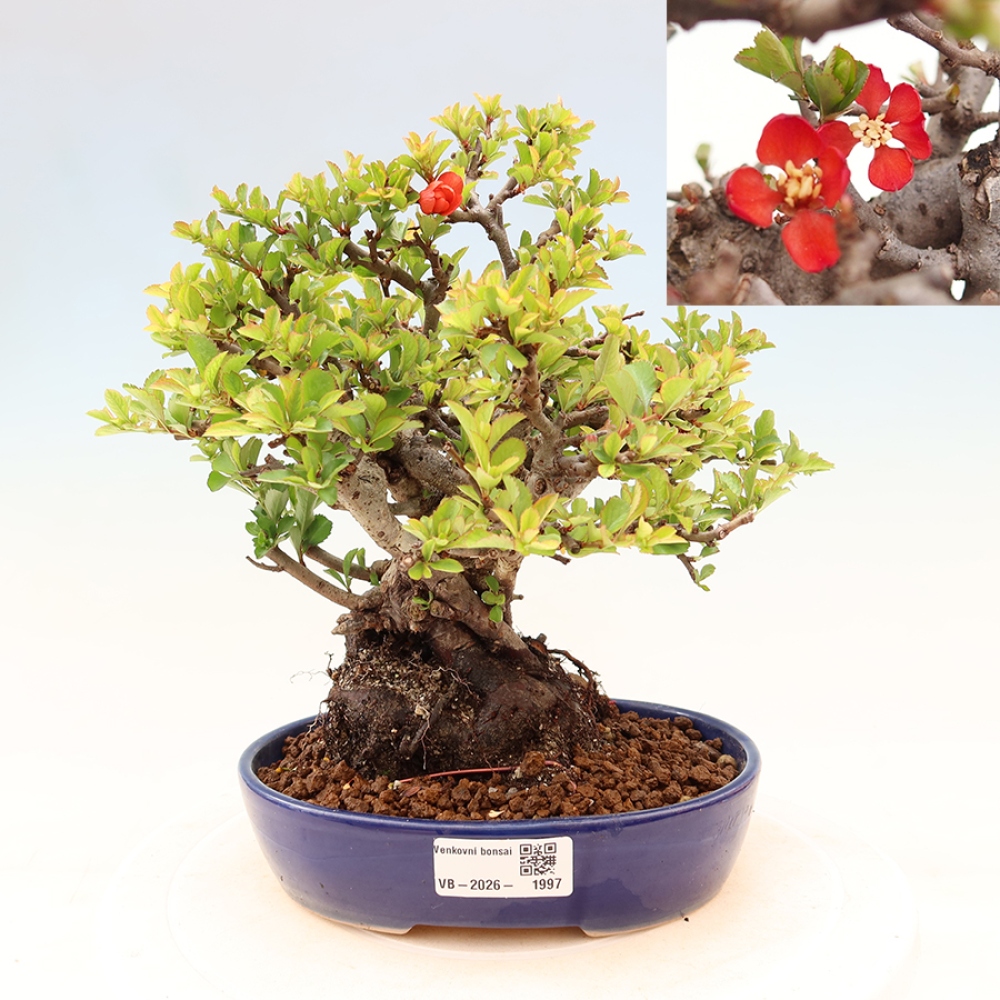 Outdoor bonsai - Chaneomeles speciosa Chojubai