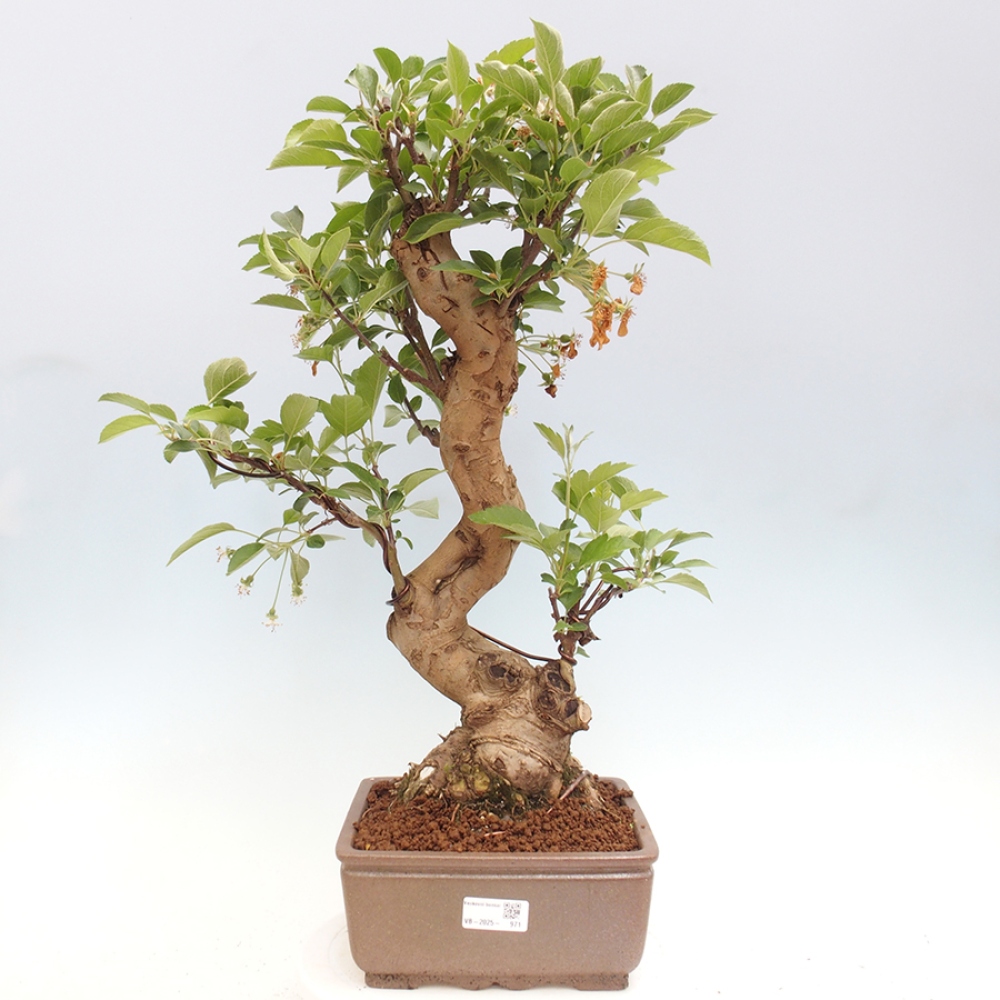 Outdoor bonsai - Malus halliana - Small-fruited apple tree