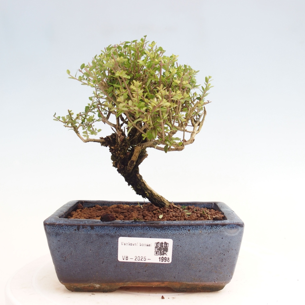 Outdoor bonsai-Lonicera nitida Twiggy -Honeysuckle