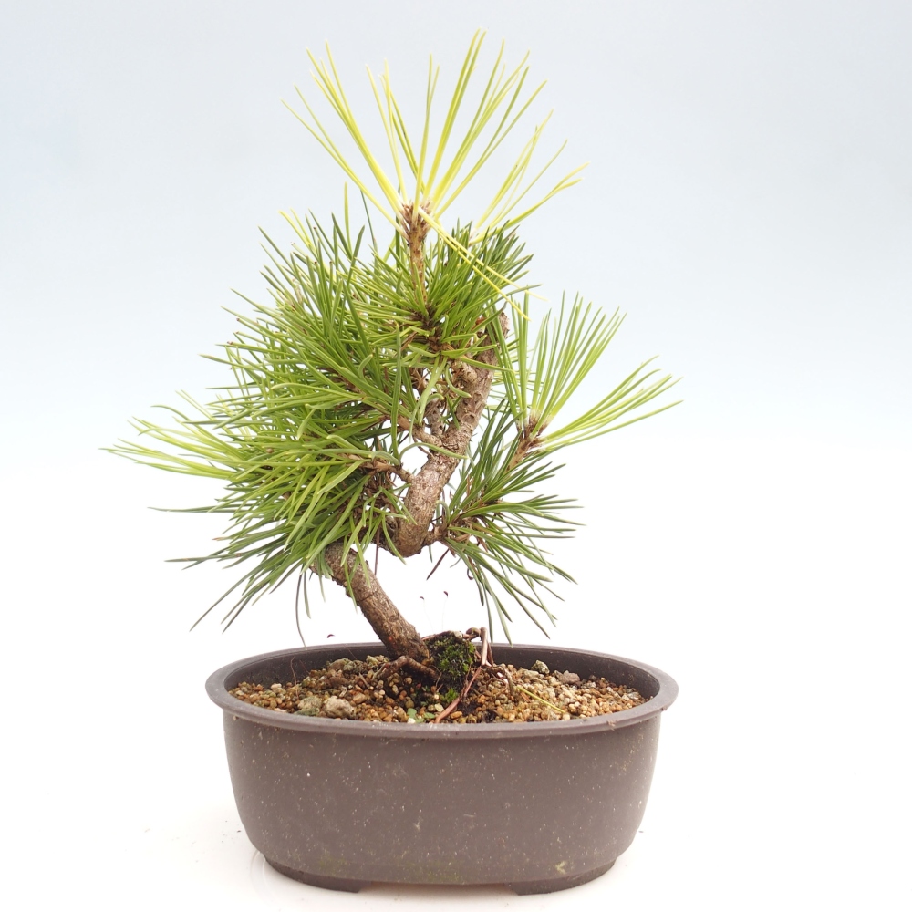 Outdoor bonsai - Pinus thunbergii - Thunbergia pine