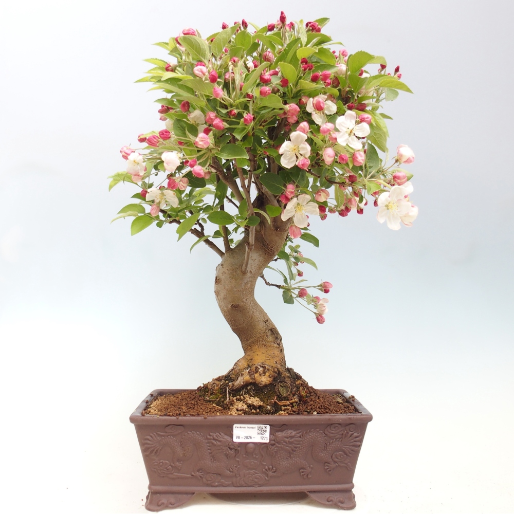 Outdoor bonsai -Malus halliana - Small-fruited apple tree