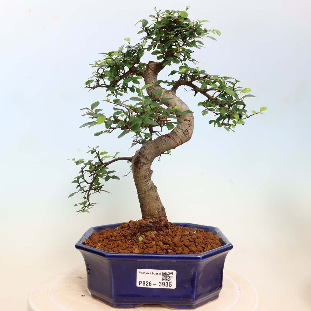 Room bonsai - Ulmus parvifolia - Small-leaved elm