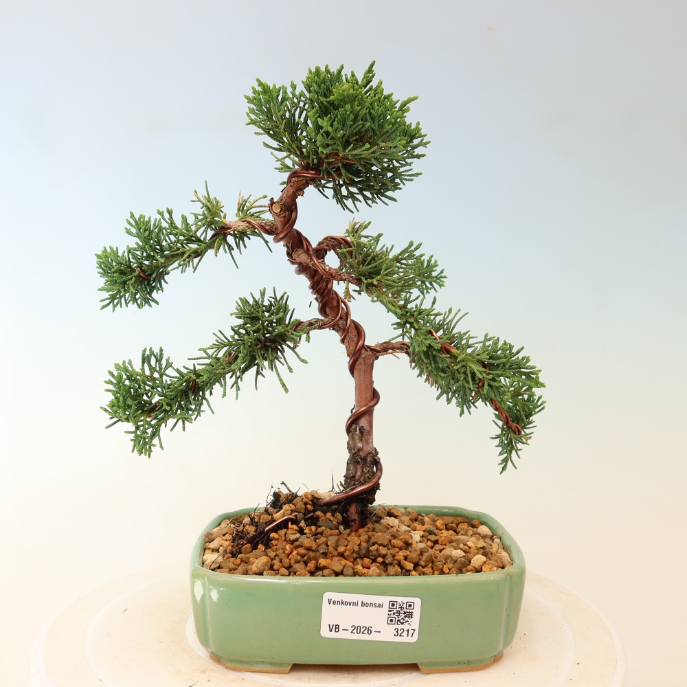 Outdoor bonsai - Juniperus chinensis Kishu