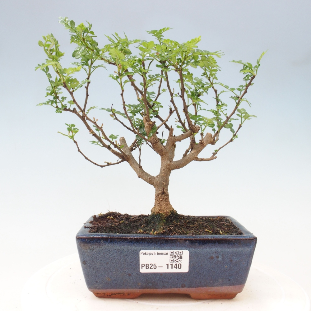 Indoor bonsai - Zantoxylum piperitum - Peppermint