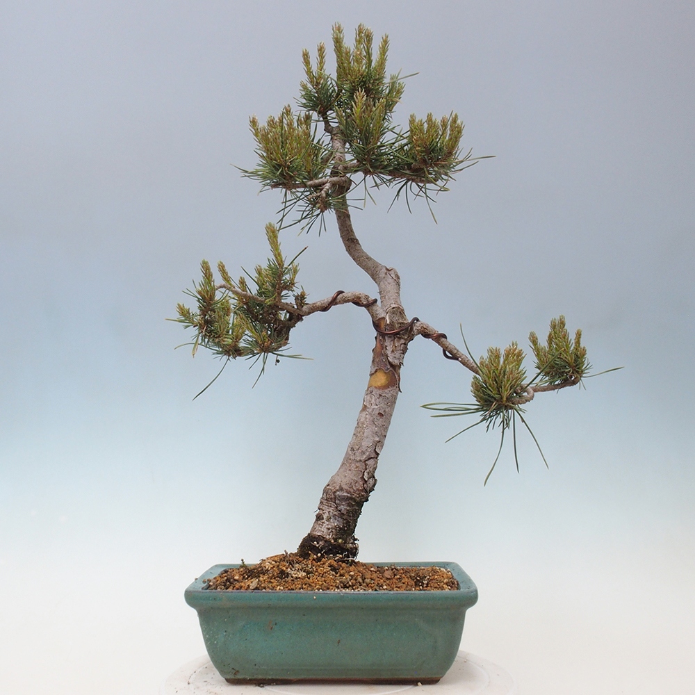 Outdoor bonsai - Pinus Sylvestris - Scots pine