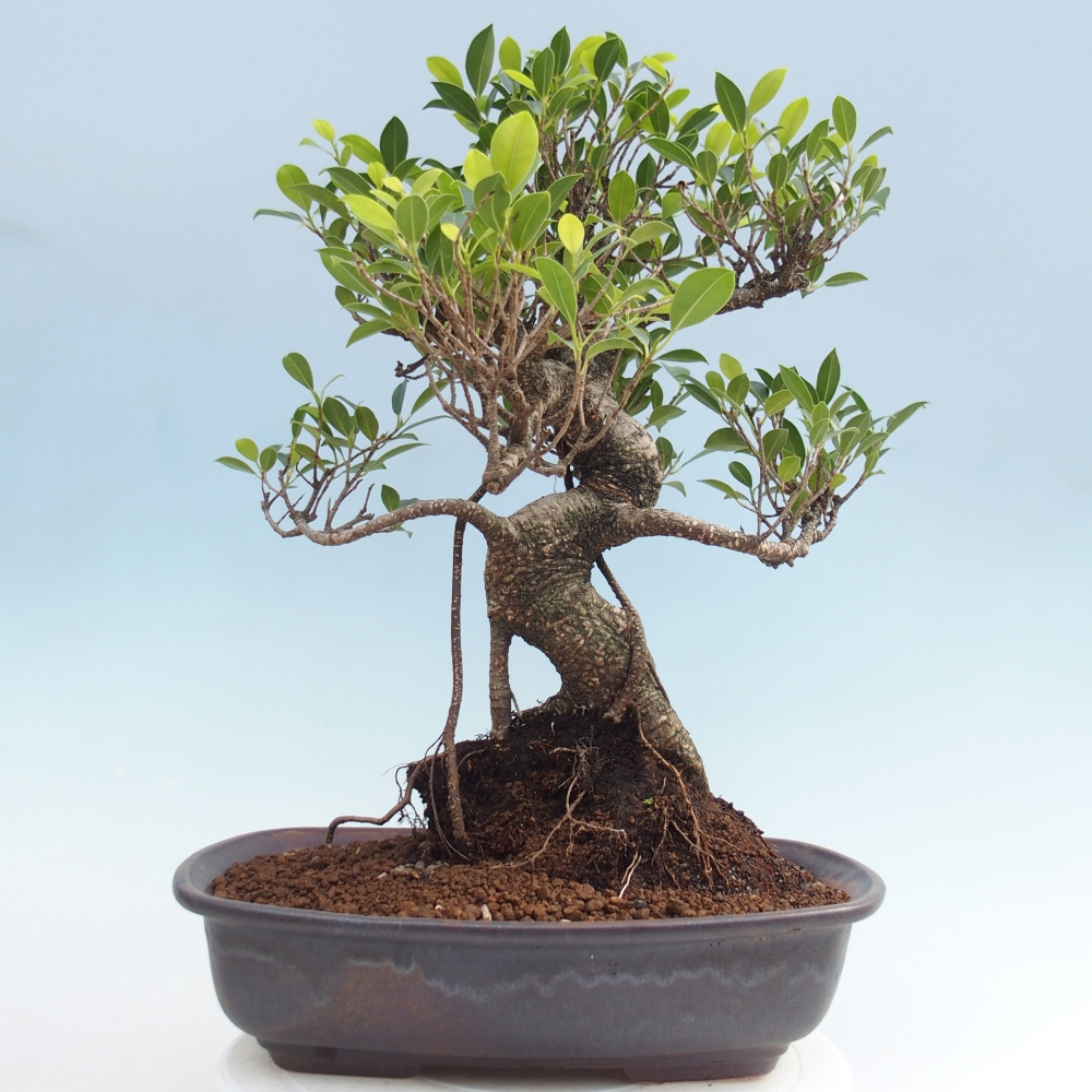 Room bonsai - Ficus kimmen - small-leaved ficus