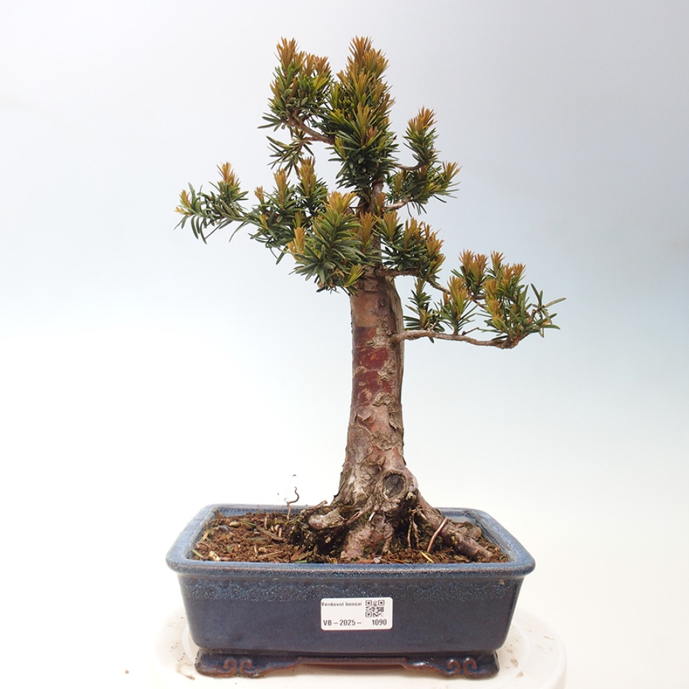 Outdoor bonsai - Taxus cuspidata - Japanese yew