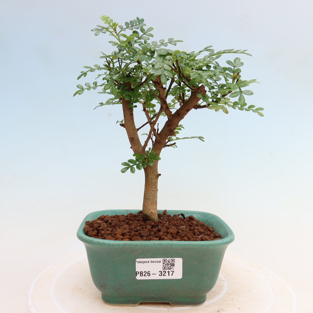 Room bonsai - Zantoxylum piperitum - pepper tree