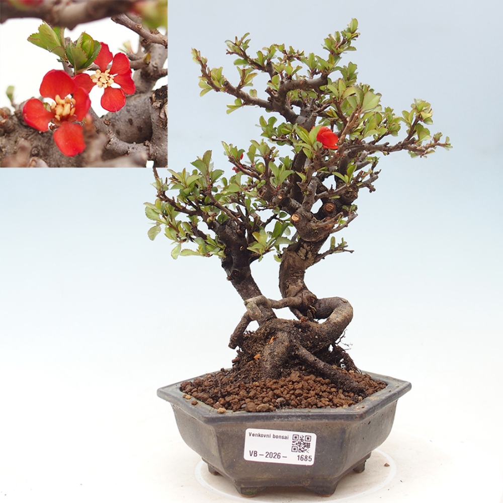 Outdoor bonsai - Chaneomeles speciosa - Quince