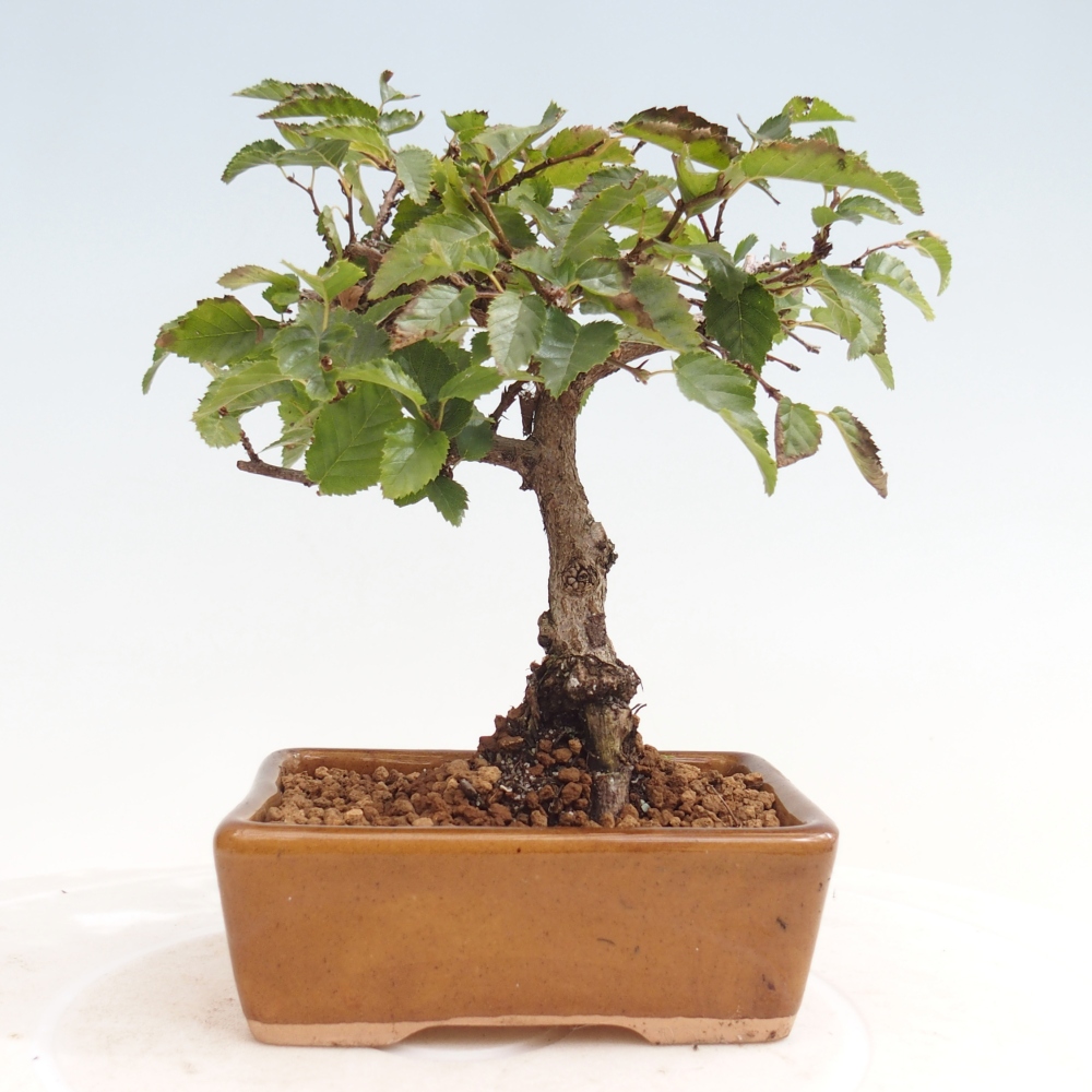Outdoor bonsai -Carpinus CARPINOIDES - Korean Hornbeam