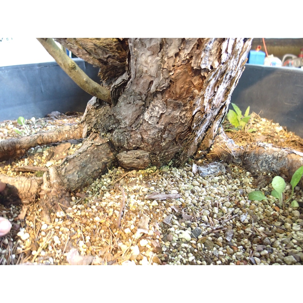 Yamadori - Pinus sylvestris Spain