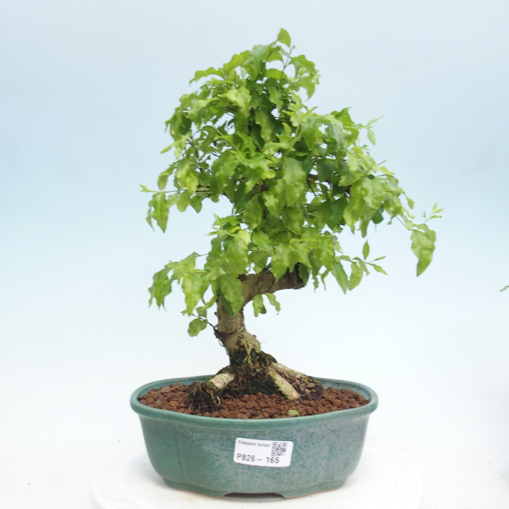 Room bonsai -Ligustrum retusa - small-leaved bird's beak