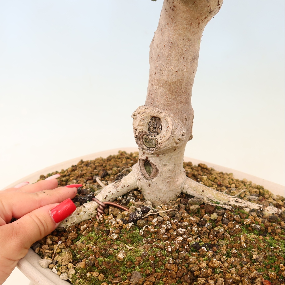 Indoor bonsai - Hibiscus tiliaceus - Sea Hibiscus