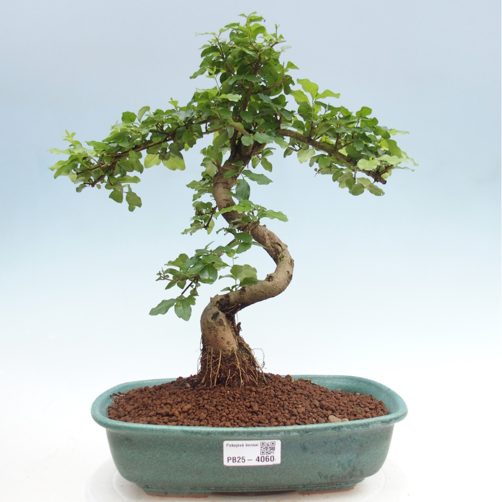 Room bonsai -Ligustrum chinensis - privet