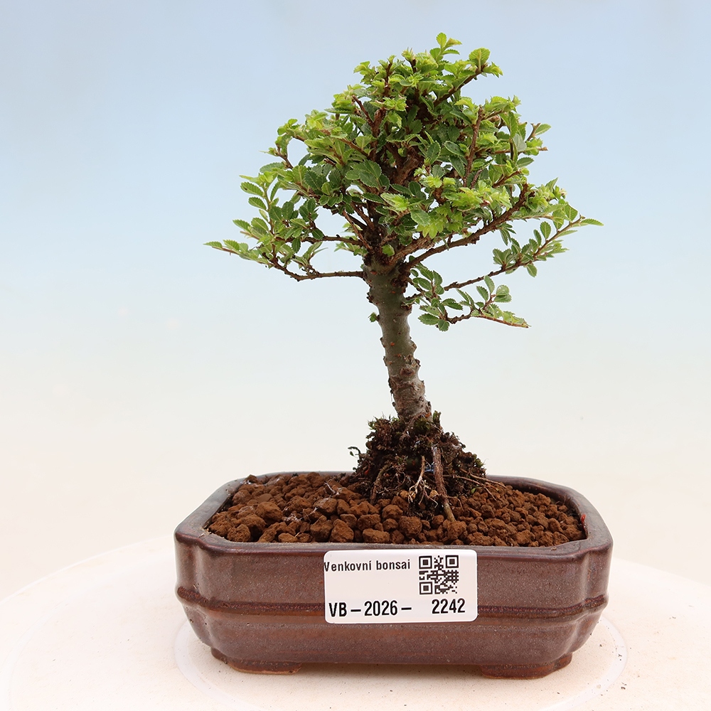 Outdoor bonsai - Ulmus parvifolia Sagei - Small-leaved elm
