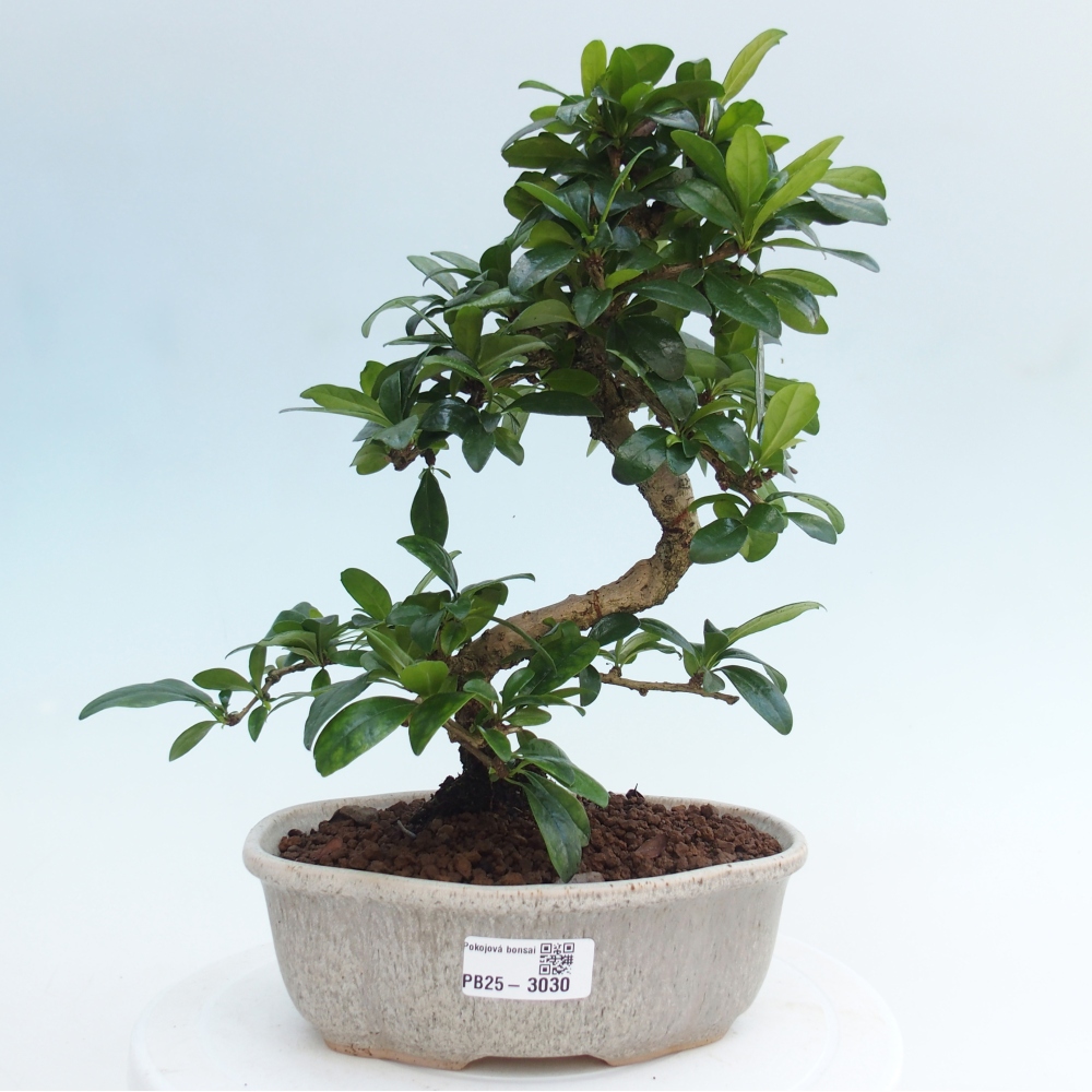 Room bonsai - Carmona macrophylla - Tea fuki