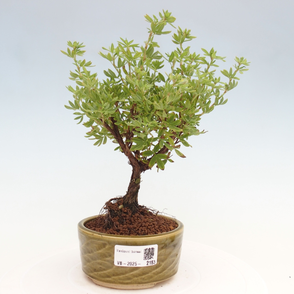 Outdoor bonsai-Cinquefoil - Potentila fruticosa yellow Bird