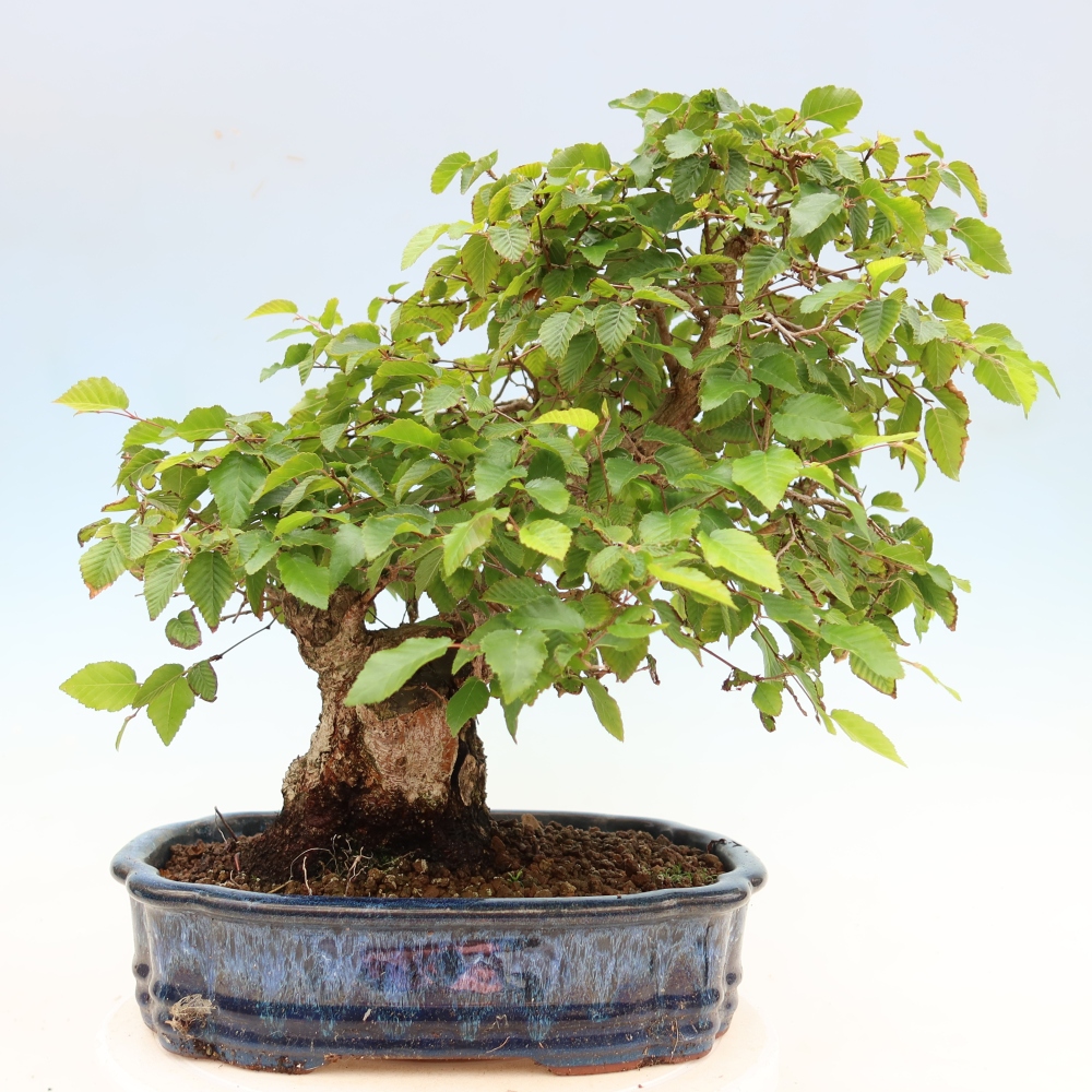Outdoor bonsai -Carpinus coreana - Korean Hornbeam