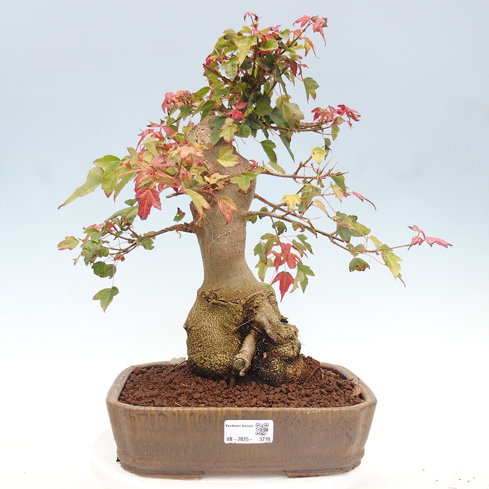 Outdoor bonsai - Maple Buergerianum - Burger Maple
