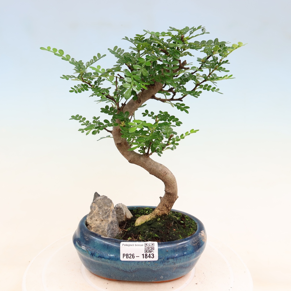 Room bonsai - Zantoxylum piperitum - pepper tree