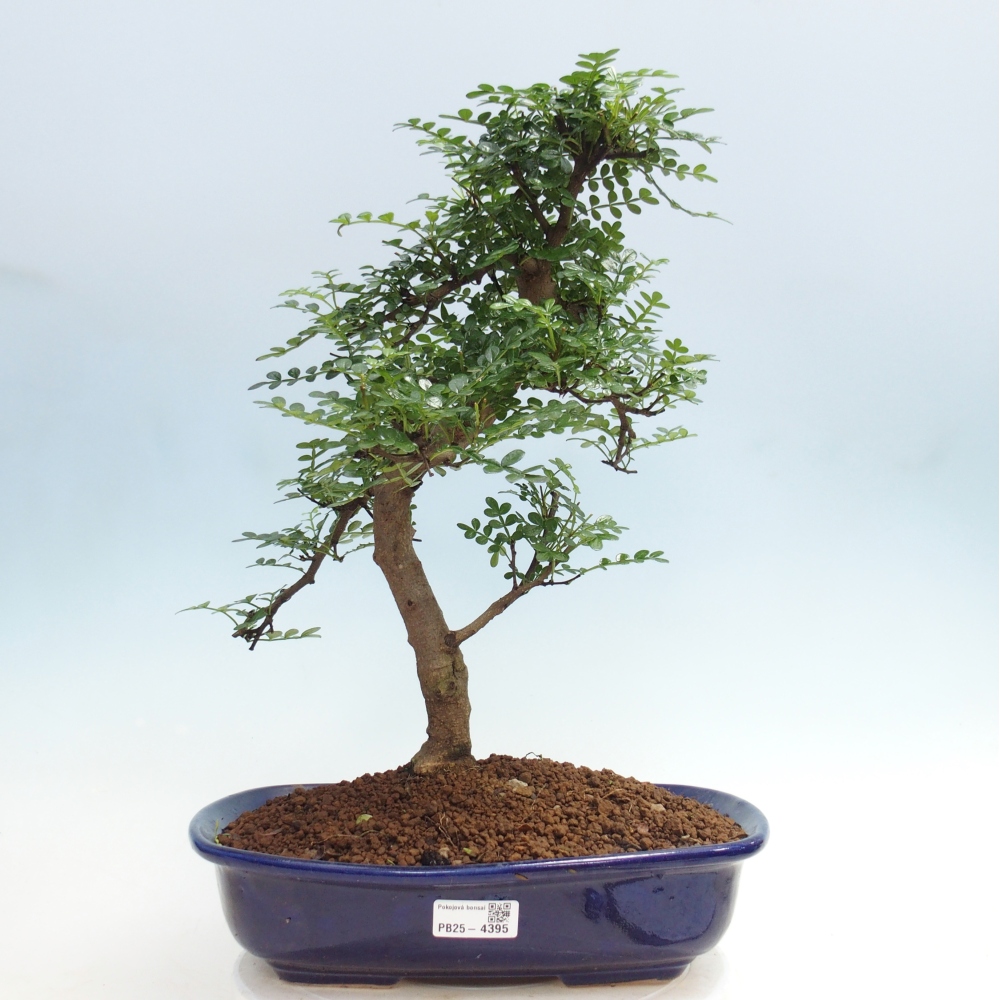 Room bonsai - Zantoxylum piperitum - pepper tree