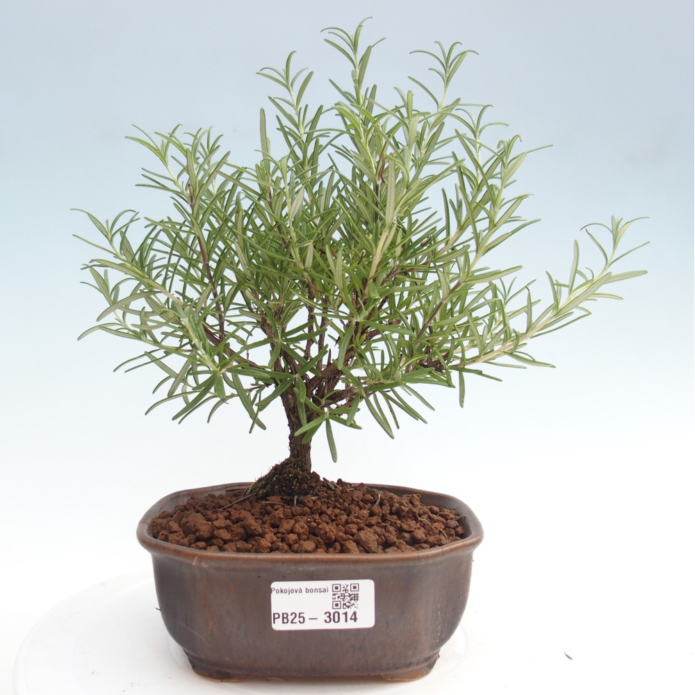 Indoor bonsai - Rosemary-Rosmarinus officinalis