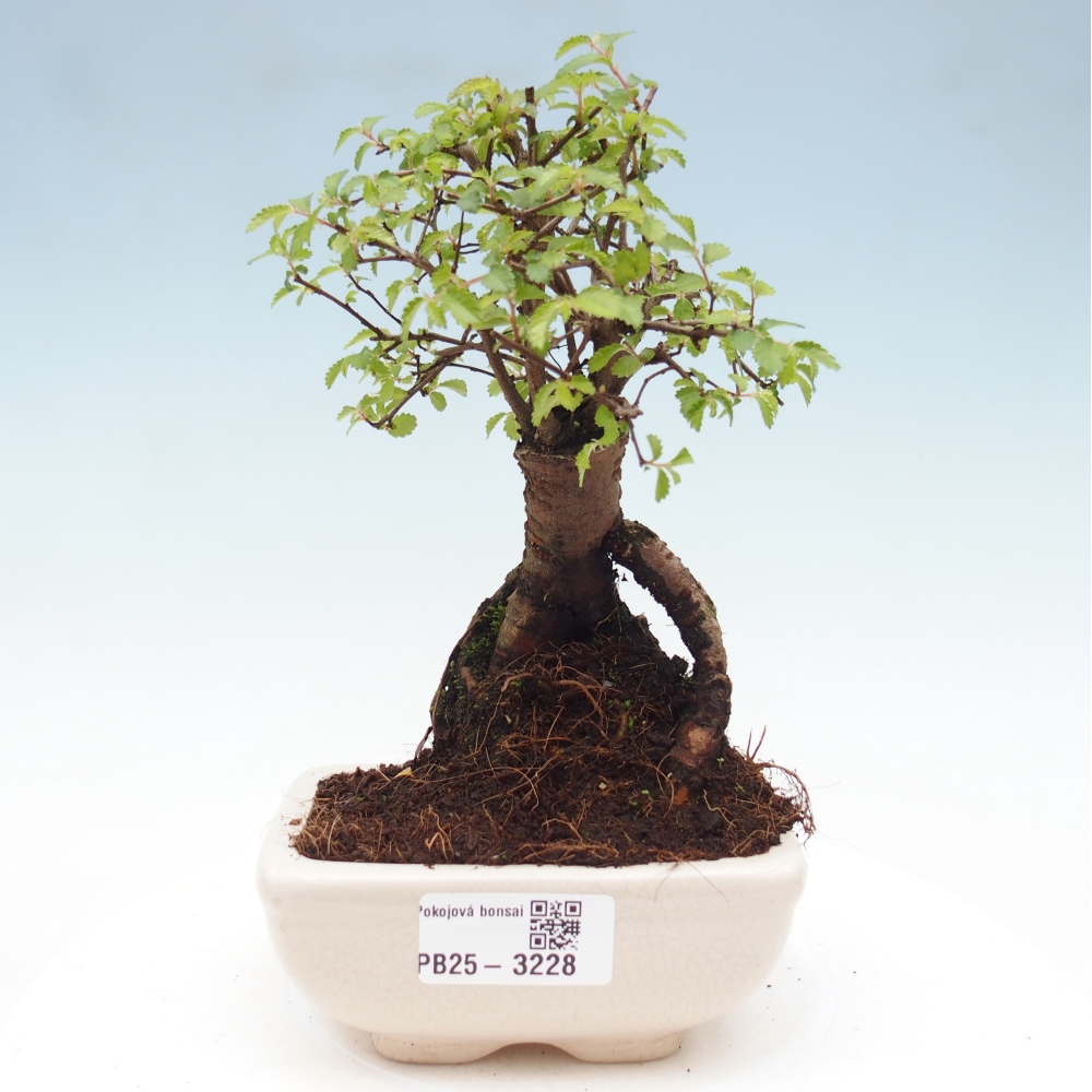 Room bonsai - Ulmus parvifolia - Small-leaved elm