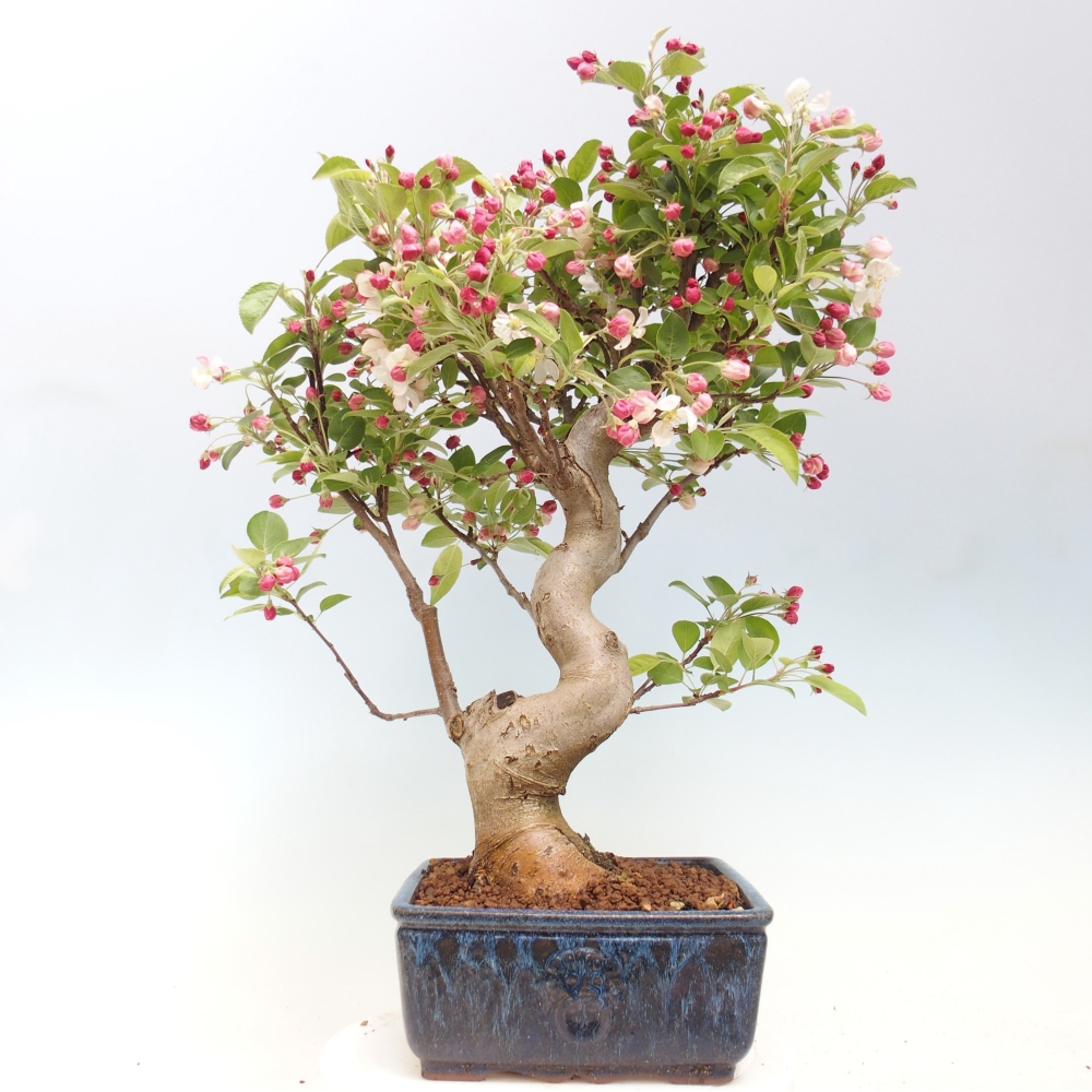 Outdoor bonsai -Malus halliana - Small-fruited apple tree