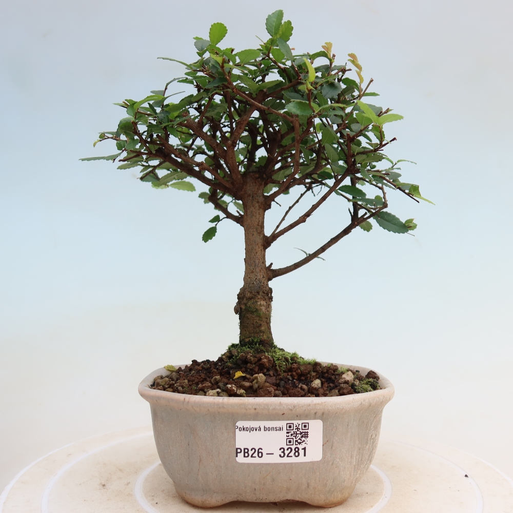 Room bonsai - Ulmus parvifolia - Small-leaved elm