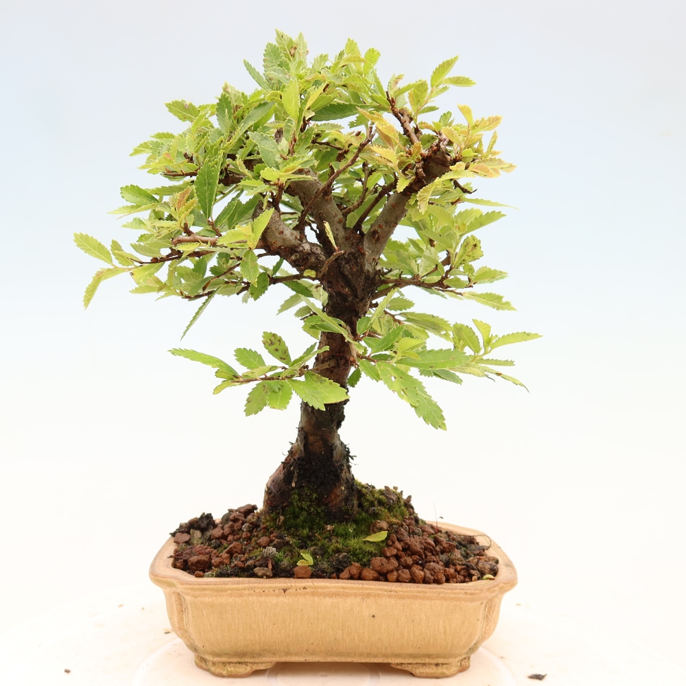 Outdoor bonsai - Zelkova - Zelkova NIRE