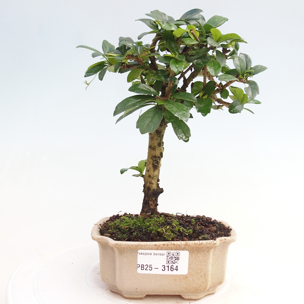 Indoor bonsai - Carmona macrophylla - Fuki tea