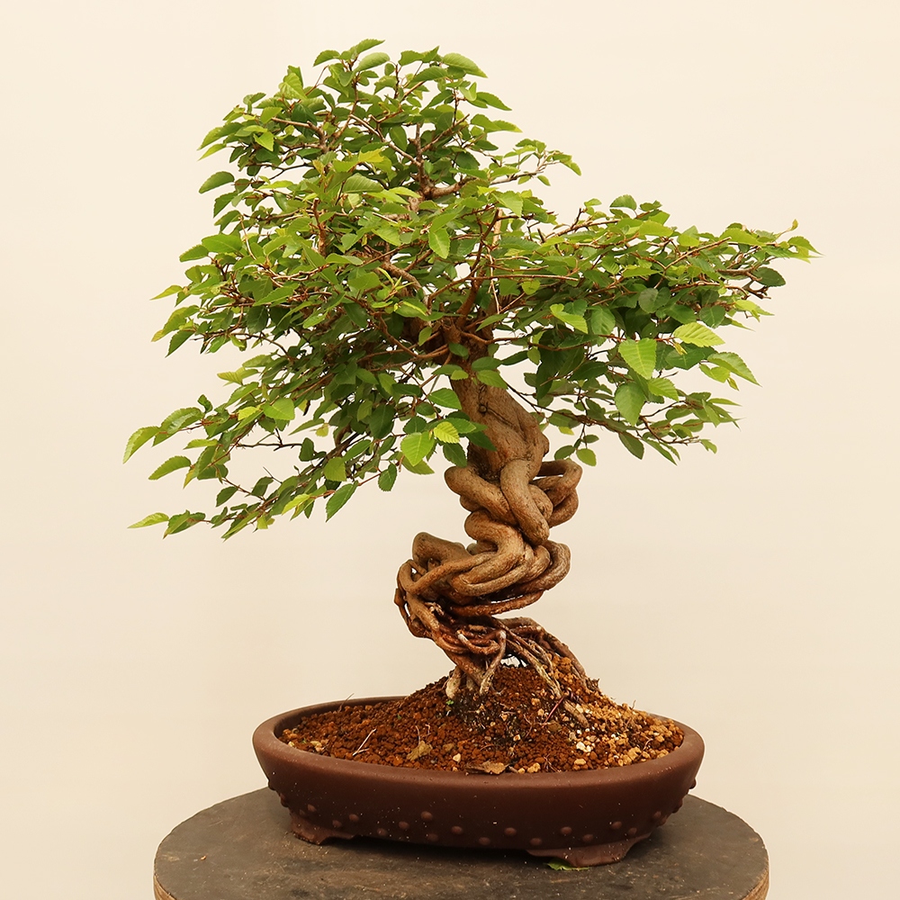 Outdoor bonsai - Carpinus Coreana - Korean hornbeam