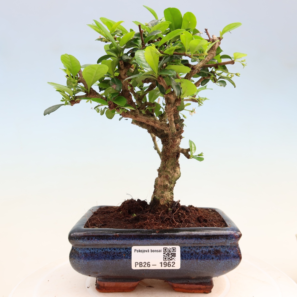 Room bonsai - Carmona macrophylla - Tea fuki