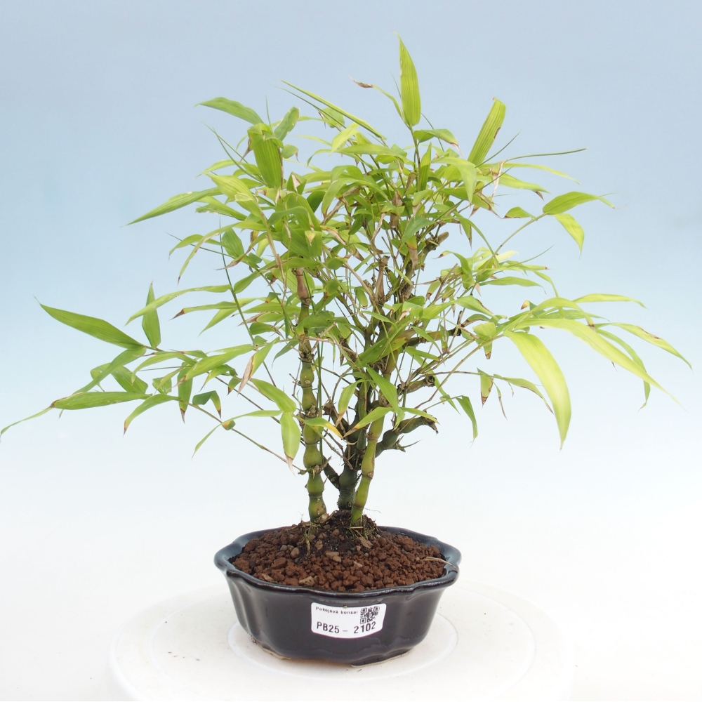 Indoor bonsai - Bamboo Buddha-Bamboo Buddha's belly