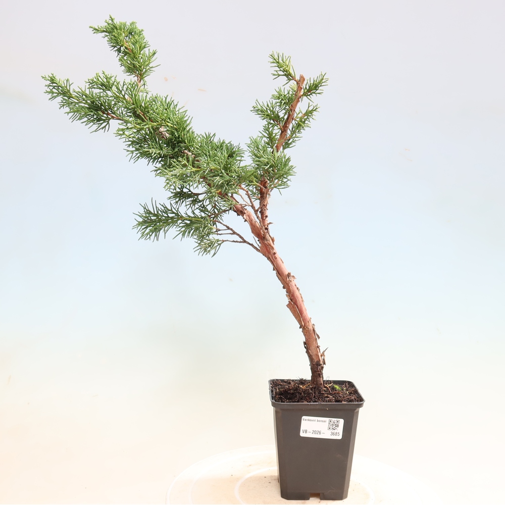 Outdoor bonsai - Juniperus chinensis Kishu