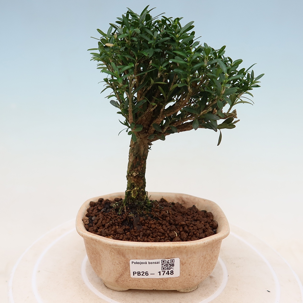 Room bonsai - Buxus harlandii - cork buxus