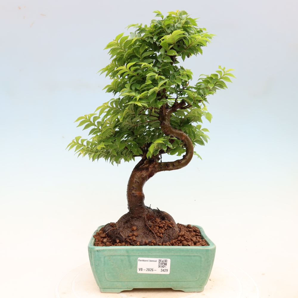 Outdoor Bonsai - Ulmus Jacqueline Hillier - European White Elm