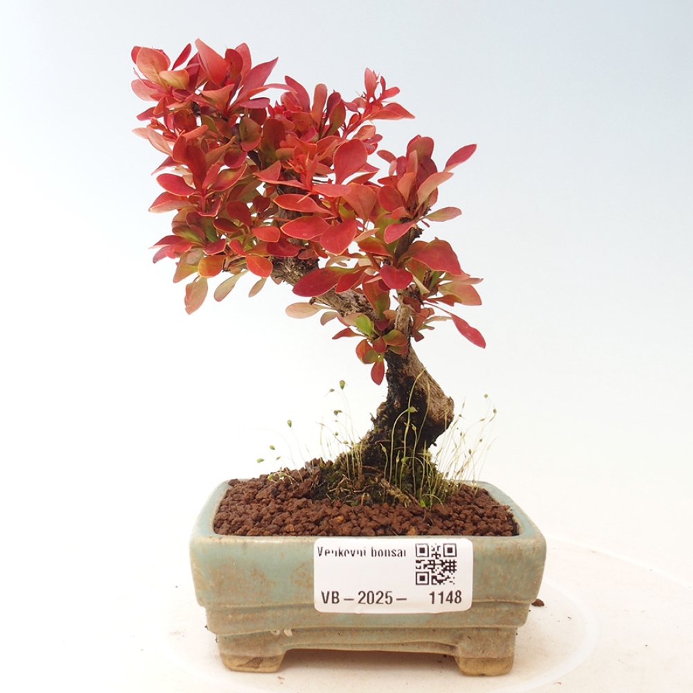 Outdoor bonsai - Berberis thunbergii Kobold - Dřištál Thunberg's