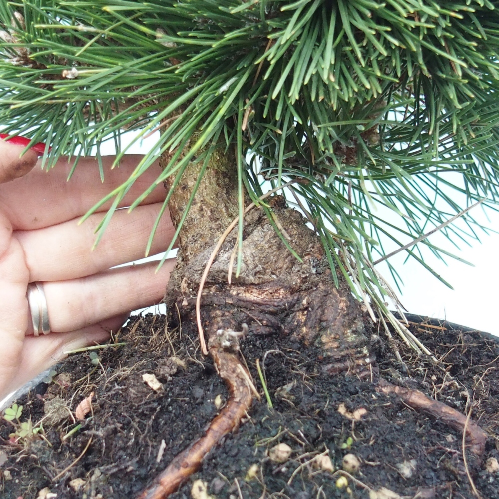 Outdoor bonsai - Pinus thunbergii senjyumaru - Thunberg pine