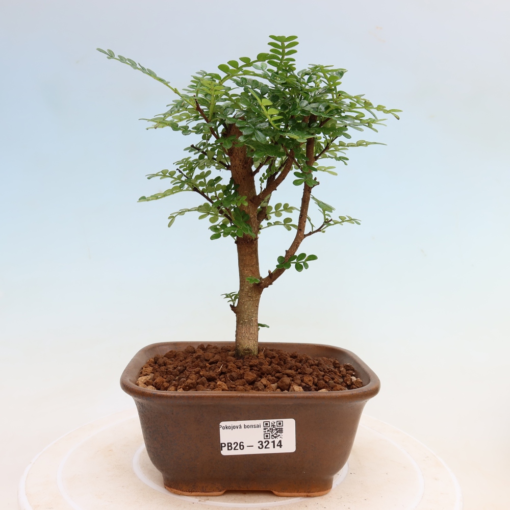 Room bonsai - Zantoxylum piperitum - pepper tree